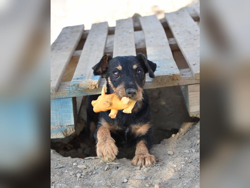 BETTY-sehr lieb,fröhlich, verzaubert die Menschen,wartet sehnsüchtig auf ihr liebevolles "Zuhause"
