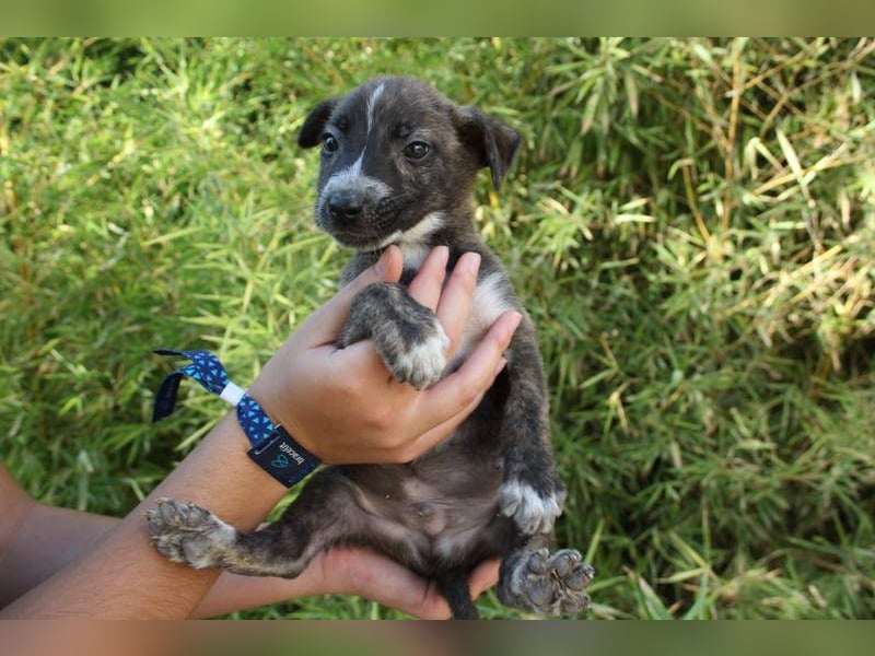 BRÖSEL - auf der Suche nach seiner liebevollen "Für-immer-Familie"