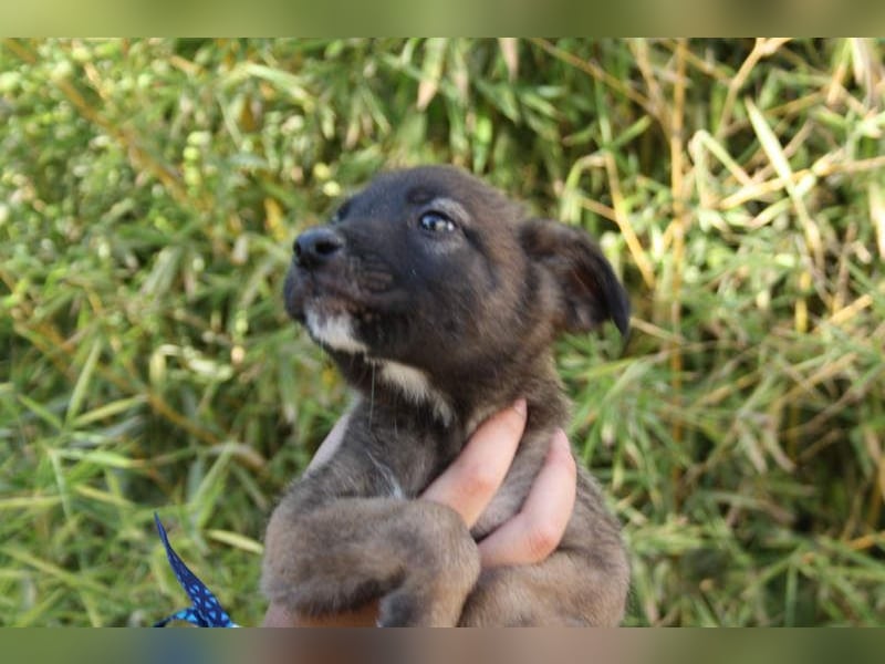 BERT-süsser Hundebub wartet sehnsüchtig auf seine liebevolle "Für-immer-Familie"