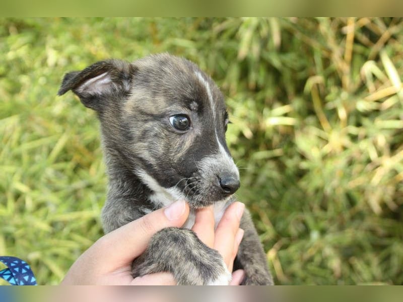 BRÖSEL - auf der Suche nach seiner liebevollen "Für-immer-Familie"
