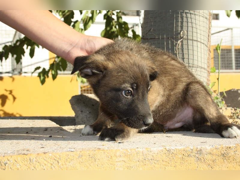 BERT-süsser Hundebub wartet sehnsüchtig auf seine liebevolle "Für-immer-Familie"