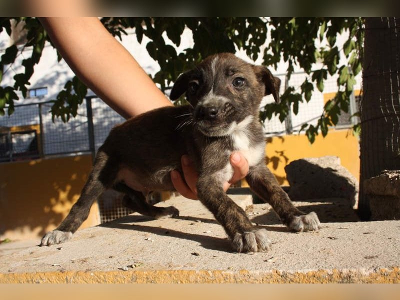 BRÖSEL - auf der Suche nach seiner liebevollen "Für-immer-Familie"
