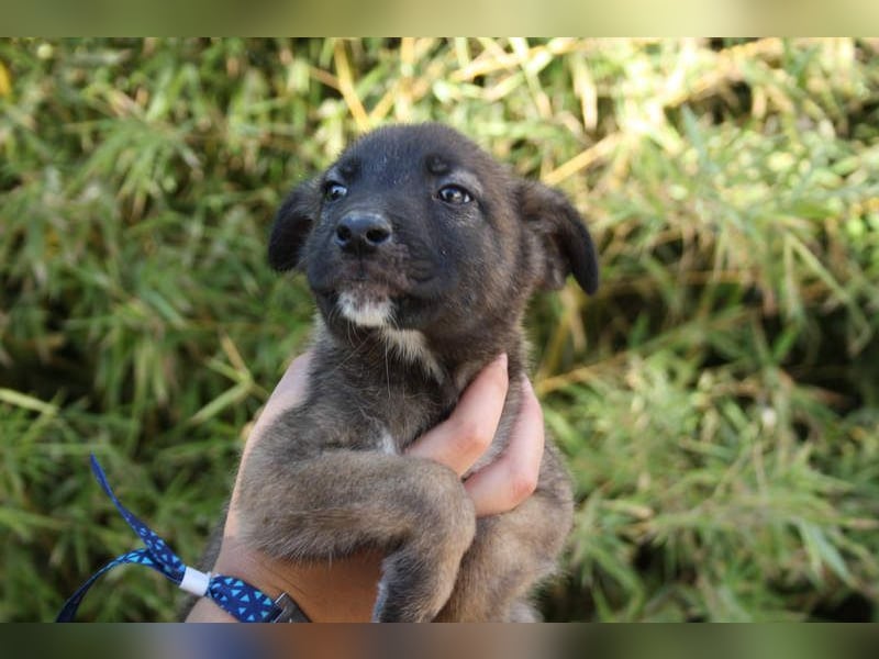 BERT-süsser Hundebub wartet sehnsüchtig auf seine liebevolle "Für-immer-Familie"