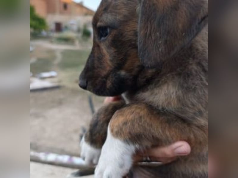 ARGOS-liebt die Nähe und die Zuneigung des Menschen