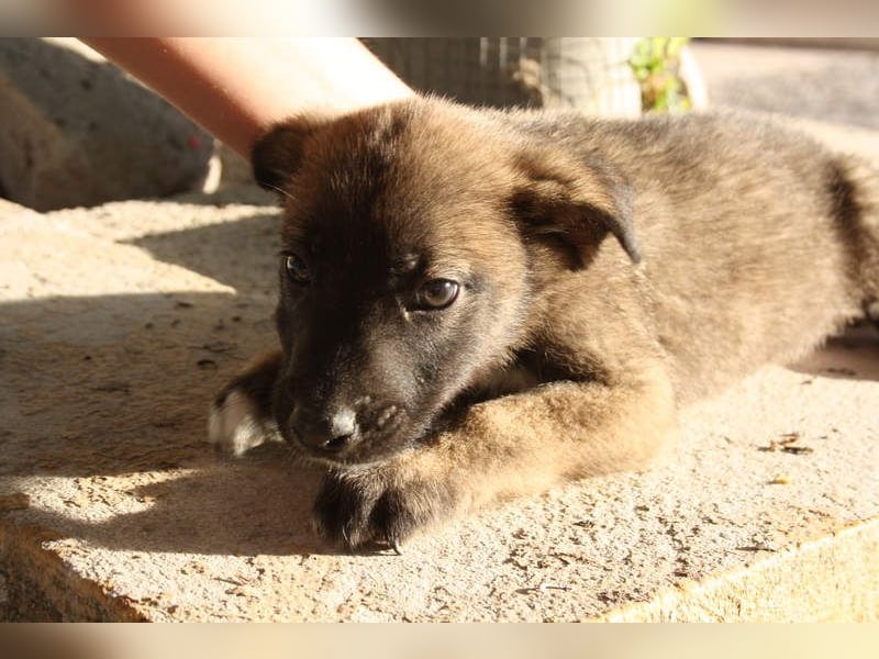 BERT-süsser Hundebub wartet sehnsüchtig auf seine liebevolle "Für-immer-Familie"