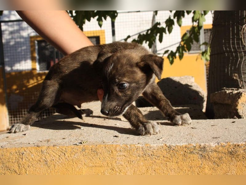 BRÖSEL - auf der Suche nach seiner liebevollen "Für-immer-Familie"