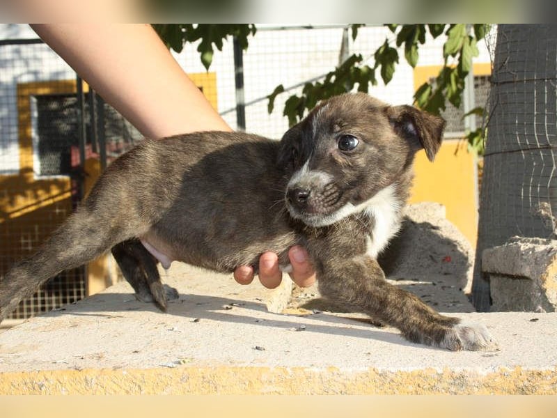 BRÖSEL - auf der Suche nach seiner liebevollen "Für-immer-Familie"