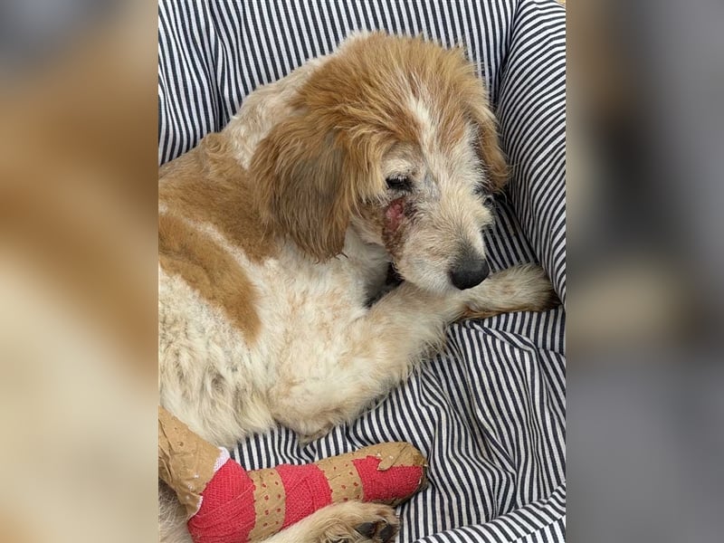 FINLEY-wahrer Engel, tapferer Held