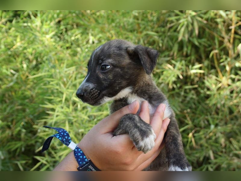 BRÖSEL - auf der Suche nach seiner liebevollen "Für-immer-Familie"