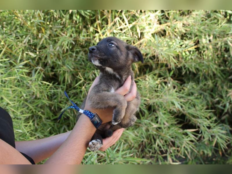 BERT-süsser Hundebub wartet sehnsüchtig auf seine liebevolle "Für-immer-Familie"