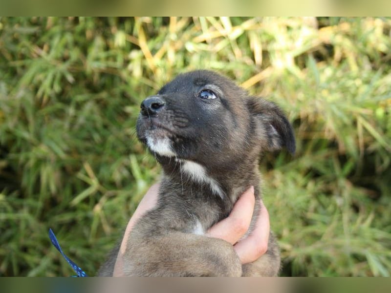 BERT-süsser Hundebub wartet sehnsüchtig auf seine liebevolle "Für-immer-Familie"