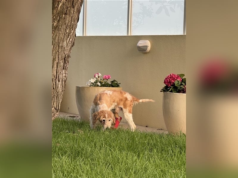 FINLEY-wahrer Engel, tapferer Held