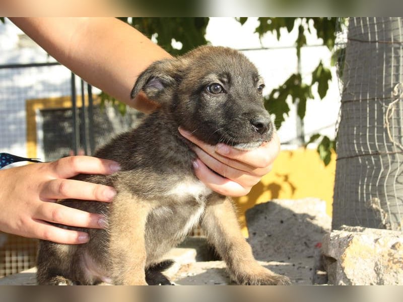 BERT-süsser Hundebub wartet sehnsüchtig auf seine liebevolle "Für-immer-Familie"