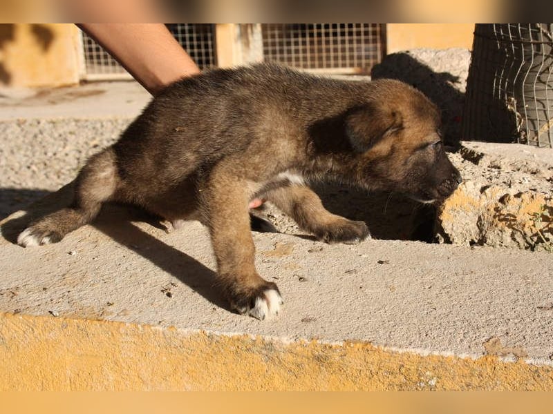 BERT-süsser Hundebub wartet sehnsüchtig auf seine liebevolle "Für-immer-Familie"
