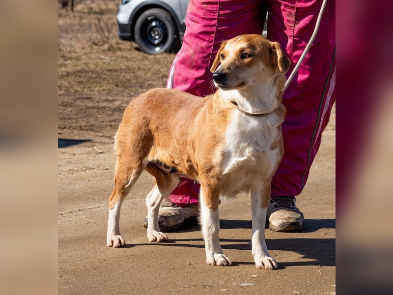 Norika, passt in jede Familie