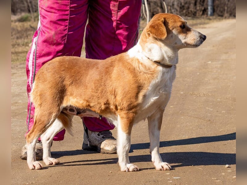 Norika, passt in jede Familie