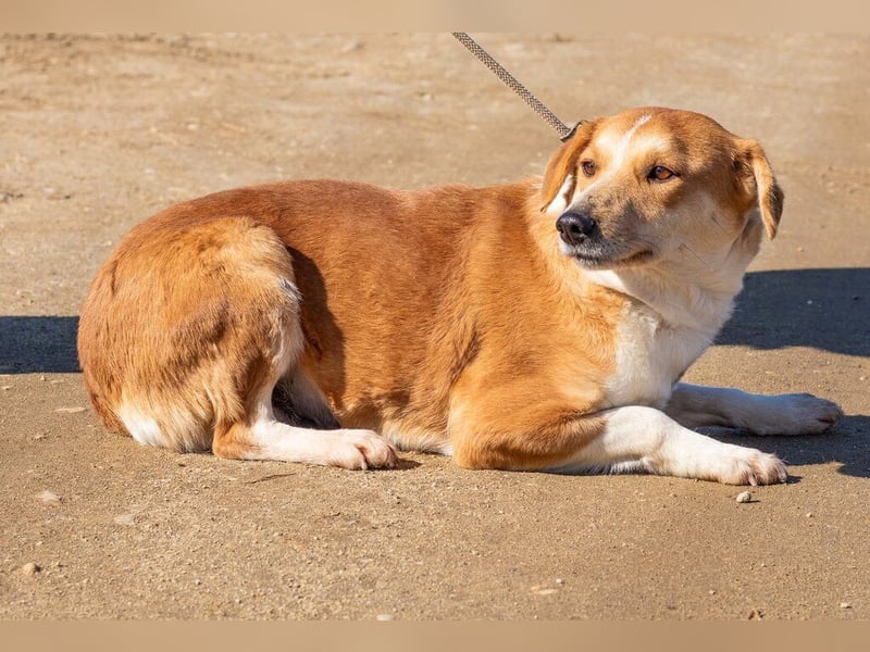 Norika, passt in jede Familie