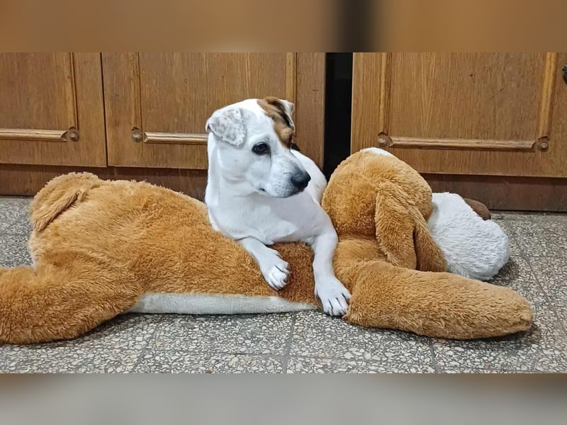 Vigyori, kleiner Schelm mit kleinem Handycap überall dabei Vigyori, kleiner Schelm mit kleinem Handycap überall dabei