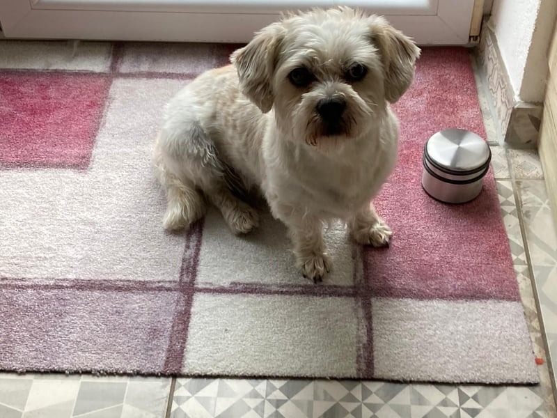 Theo sucht ein Zuhause.