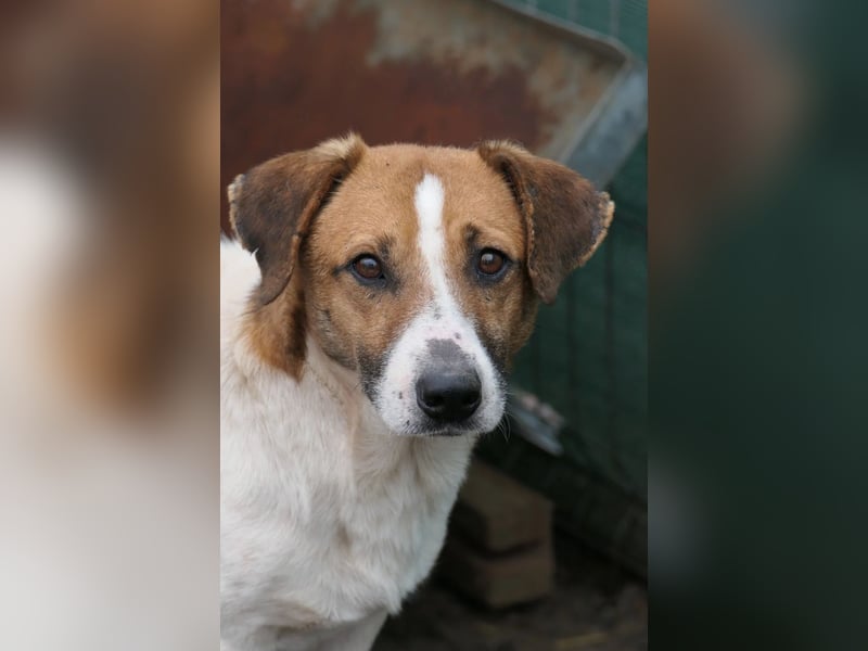 Lucio – sanfter Herzenshund sucht erfahrene Hände