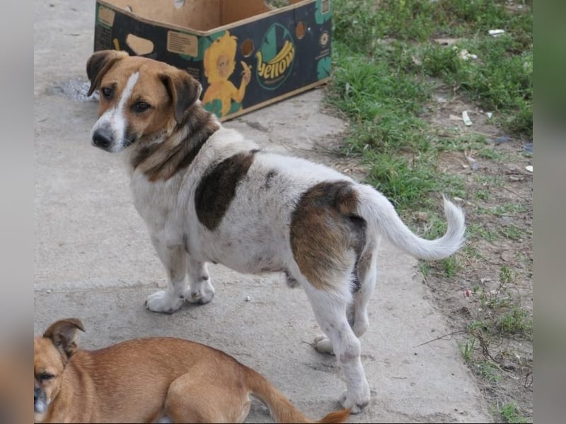 Lucio- sanfter Herzenshund