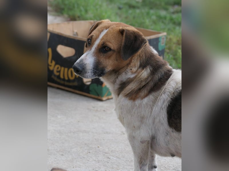 Lucio – sanfter Herzenshund sucht erfahrene Hände