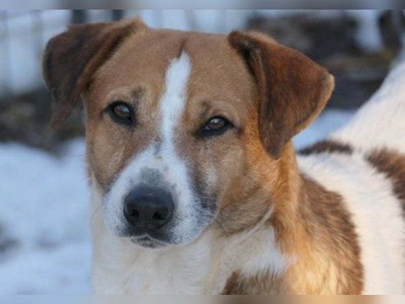 Lucio- sanfter Herzenshund