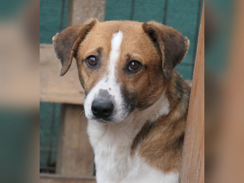 Lucio- sanfter Herzenshund