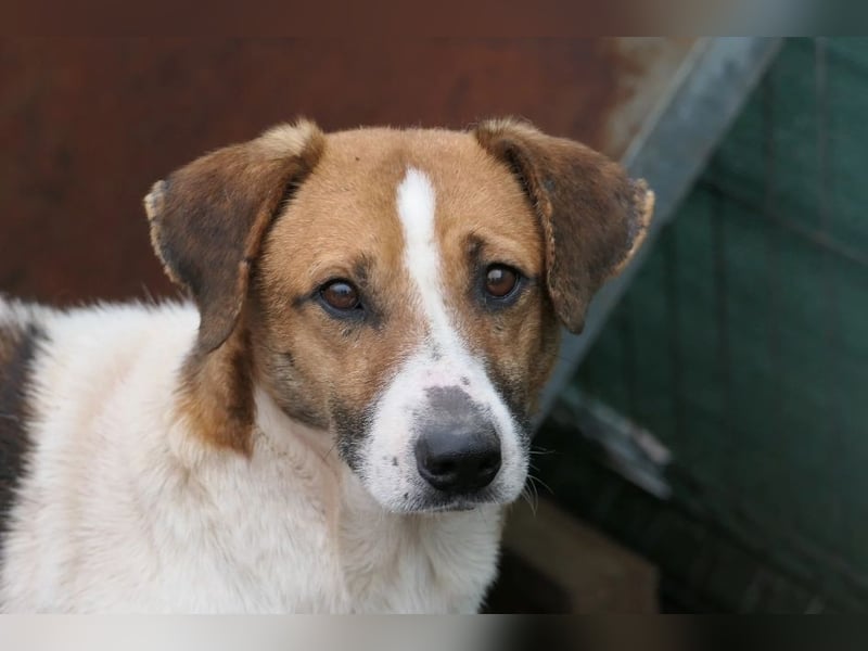 Lucio – sanfter Herzenshund sucht erfahrene Hände