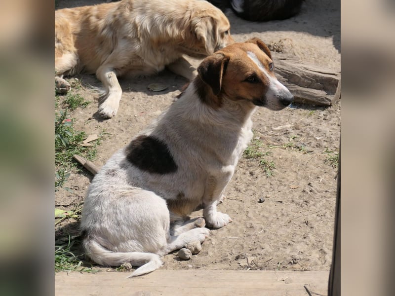 Lucio- sanfter Herzenshund