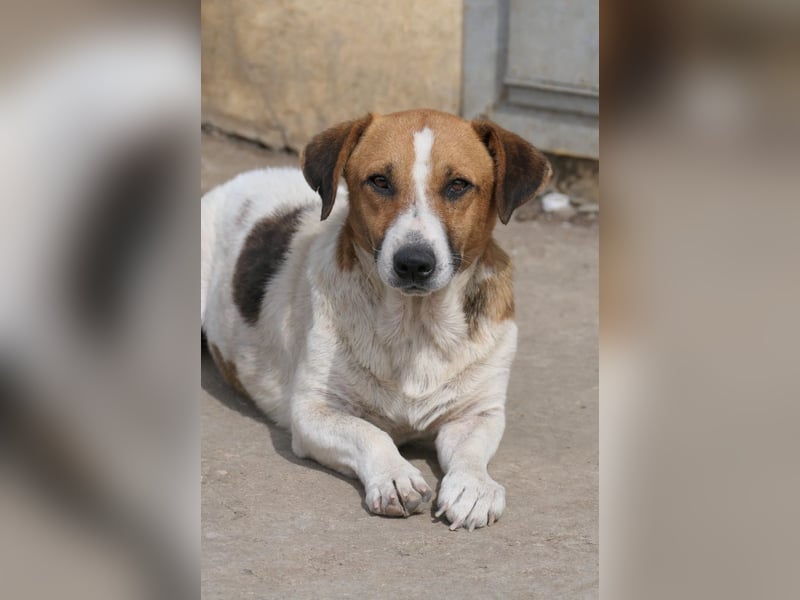 Lucio – sanfter Herzenshund sucht erfahrene Hände