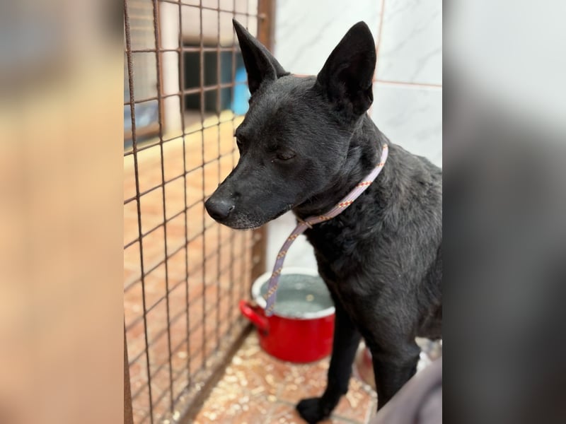 Sapi Mami taut langsam auf ! Ein Zuhause mit einem netten Ersthund wäre toll !