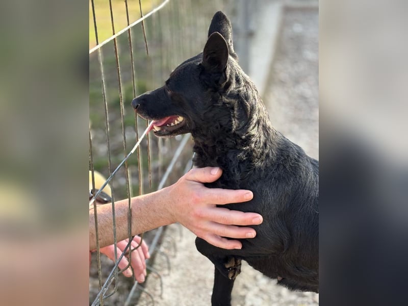 Sapi Mami taut langsam auf ! Ein Zuhause mit einem netten Ersthund wäre toll !