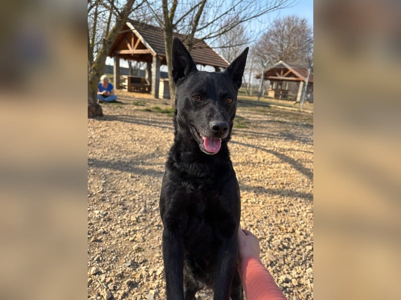 Sapi Mami taut langsam auf ! Ein Zuhause mit einem netten Ersthund wäre toll !