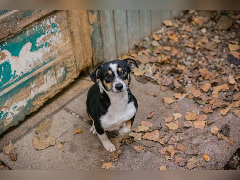 ELLA - Zarte kleine Hundedame sucht ein behutsames, liebevolles Zuhause