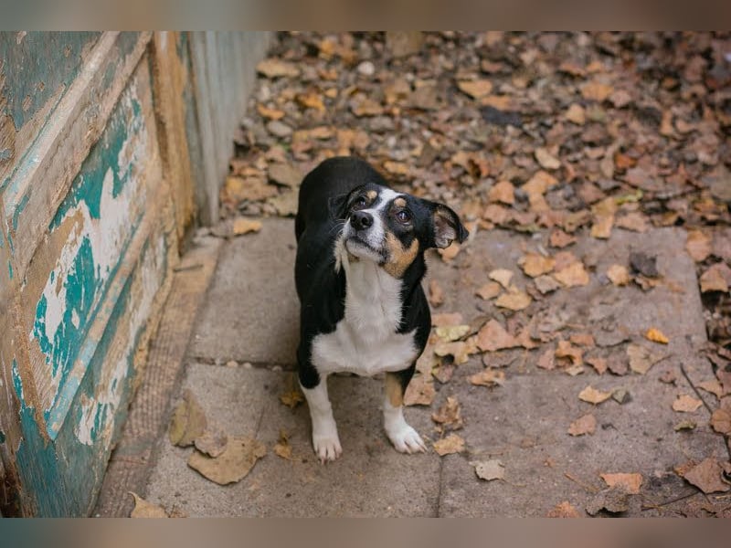 ELLA - Zarte kleine Hundedame sucht ein behutsames, liebevolles Zuhause