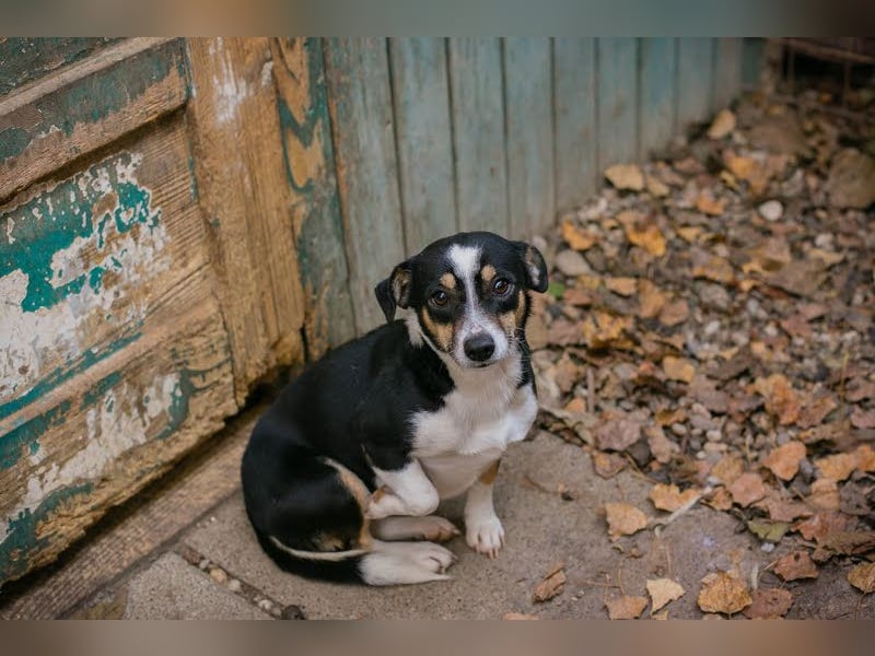 ELLA - Zarte kleine Hundedame sucht ein behutsames, liebevolles Zuhause