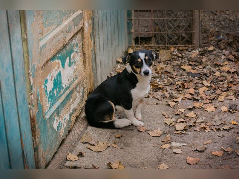ELLA - Zarte kleine Hundedame sucht ein behutsames, liebevolles Zuhause