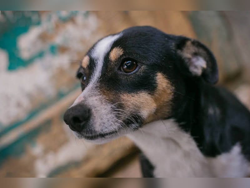 ELLA - Zarte kleine Hundedame sucht ein behutsames, liebevolles Zuhause