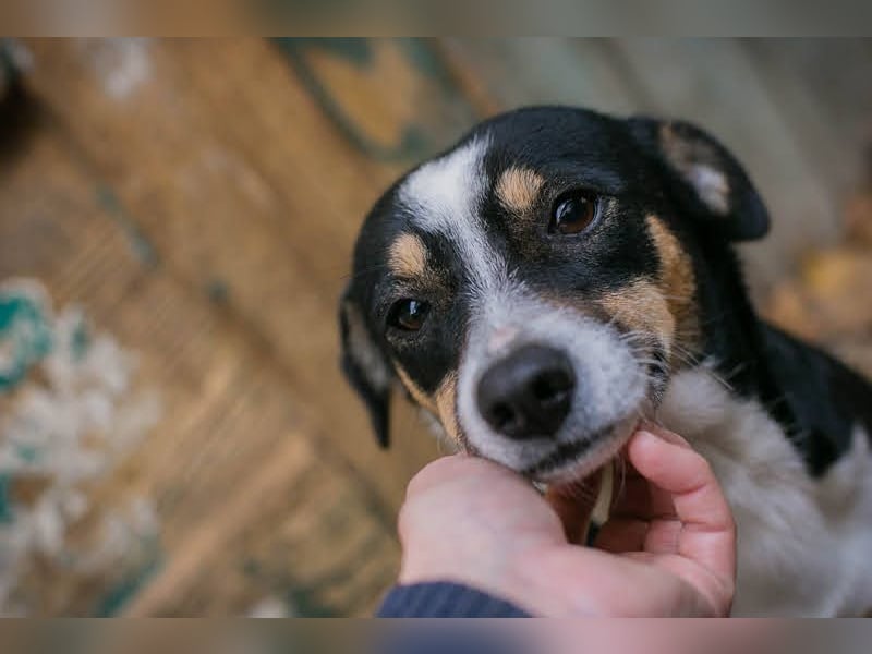 ELLA - Zarte kleine Hundedame sucht ein behutsames, liebevolles Zuhause