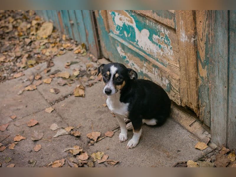 ELLA - Zarte kleine Hundedame sucht ein behutsames, liebevolles Zuhause