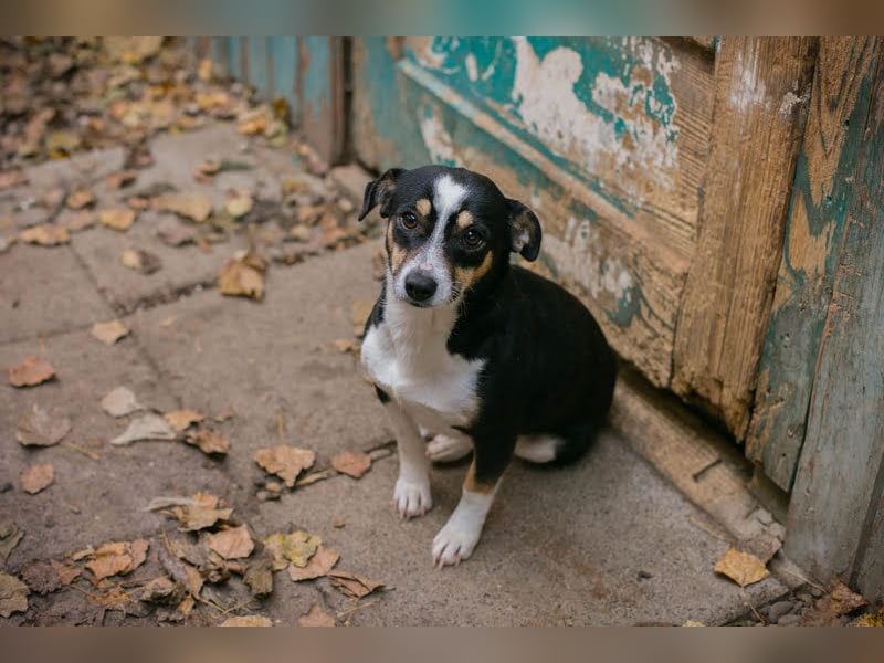 ELLA - Zarte kleine Hundedame sucht ein behutsames, liebevolles Zuhause