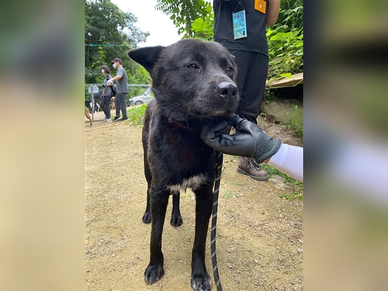 Bambi, ein zurückhaltender sanfter rüde,5 Jahre alt,ca 14 kg.für immer Zuhause gesucht