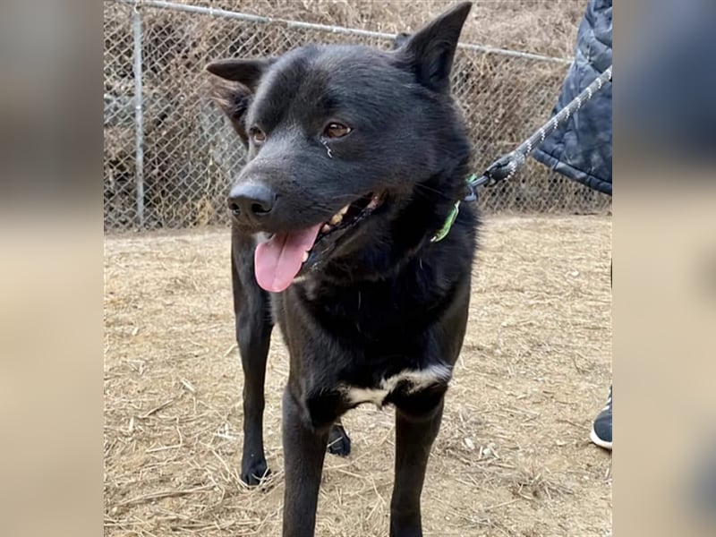 Bambi, ein zurückhaltender sanfter rüde,5 Jahre alt,ca 14 kg.für immer Zuhause gesucht