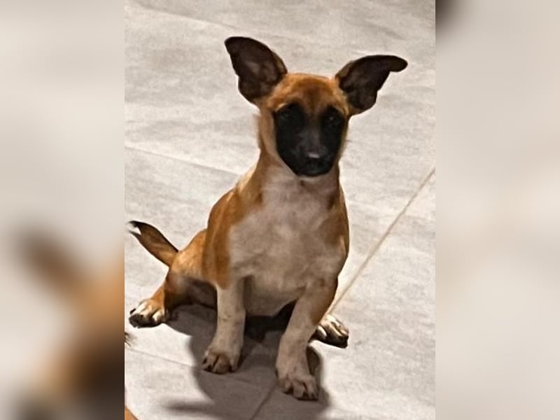 Pepe - kleiner Charmeur sucht ein Zuhause voller Liebe!