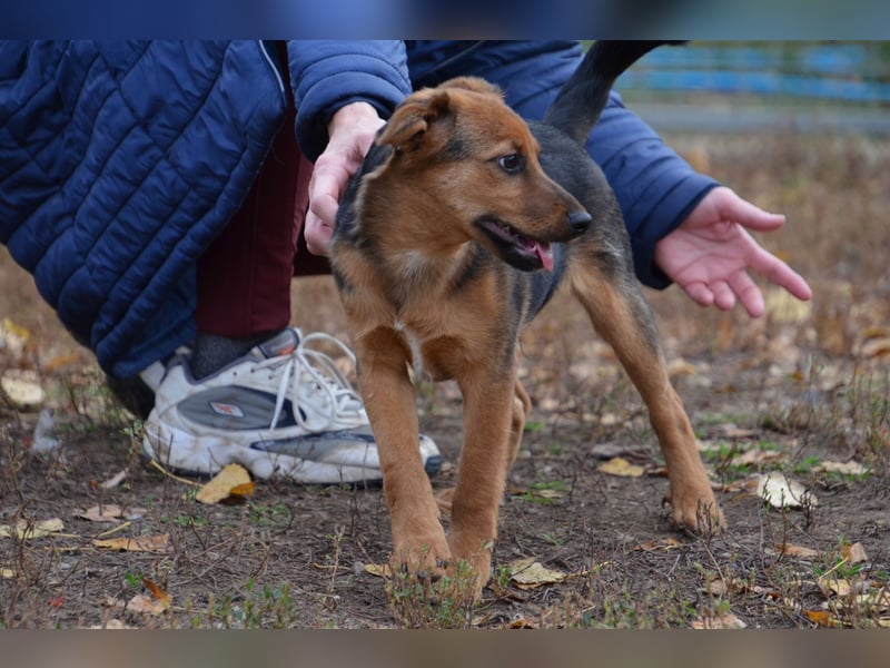 Herzjunge Dani sucht seine Menschen