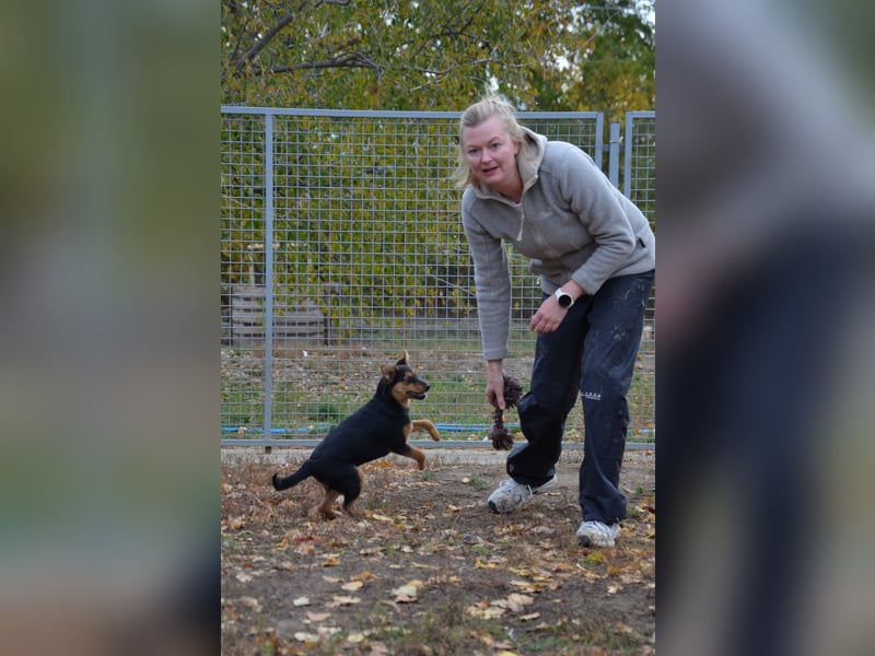 Cleverer Domi sucht sein Zuhause