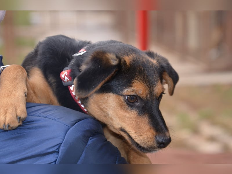 Cleverer Domi sucht sein Zuhause