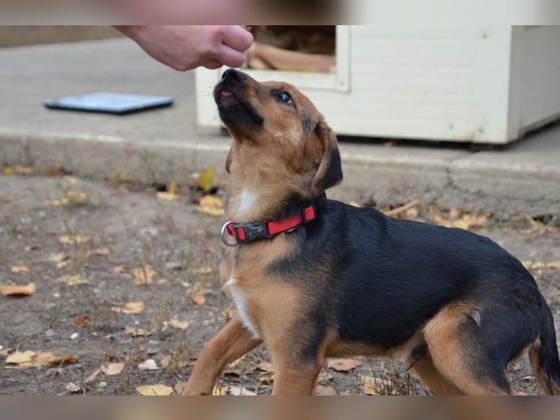 Herzjunge Dani sucht seine Menschen