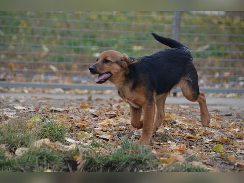 Herzjunge Dani sucht seine Menschen